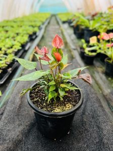 Tissue Culture Anthurium brown Plants