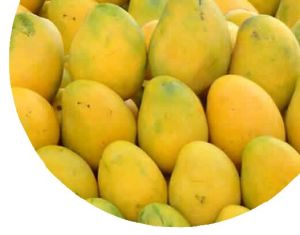 baiganpally Mango