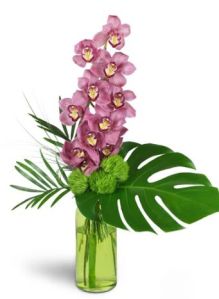 Blushing Grace Orchids