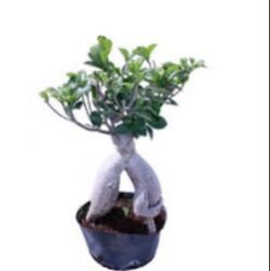 Ficus Microcarpa Bonsai Plants