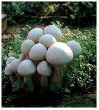 Mushroom Plant - Central and Individual