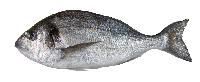 sea bream