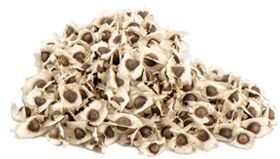 moringa seeds