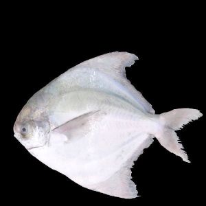 Chinese Pomfret