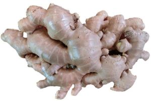 fresh ginger, Brand Name : TOP, Certification : HACCP, GAP, GMP