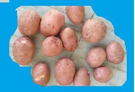 Lady Rosetta (LR) potato mini tubers