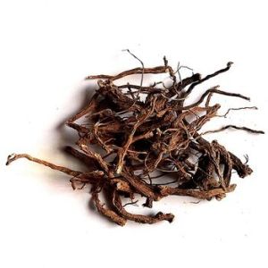 coleus forskohlii root extract