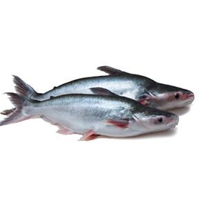 pangassius fish