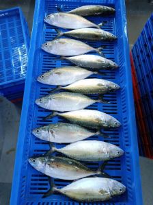 Indian Mackerel