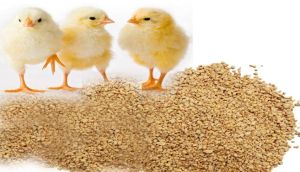 poultry feed