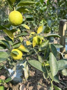 Baramasi Kagzi Lemon Plant