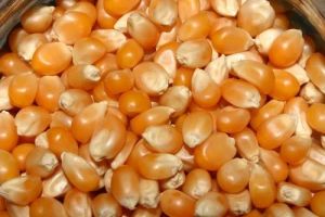 Hybrid Maize Seed