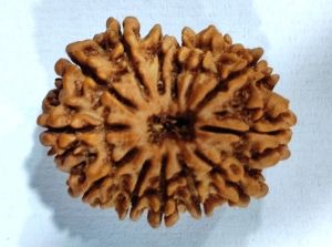 13 mukhi nepali rudraksha