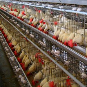 California Type Poultry Layer Cage