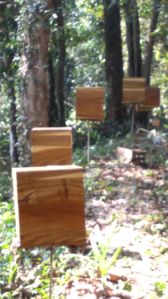 apis cerena beehive box
