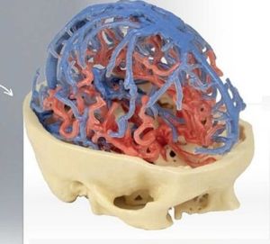 Arterial and Venous Circulation 3D Anatomical Model