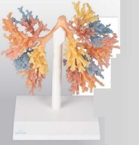 Bronchial Tree 3D Anatomical Model