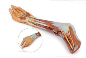 Elbow,Forearm and Hand 3D Anatomical Model