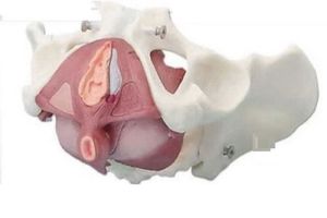 Female Pelvis with Pelvic Floor Musculature 3D Anatomical Model