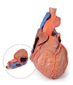 Heart and Distal Trachea,Carina and Primary Bronchi 3D Anatomical Model