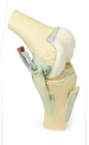 Knee Joint Flexed 3D Anatomical Model