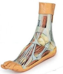 Leg and Foot Deep Structures 3D Anatomical Model