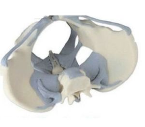 Ligamented Female Pelvis 3D Anatomical Model