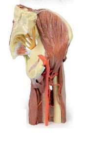 Lower Limb Deep Dissection with Male Left Pelviis and Thigh 3D Anatomical Model