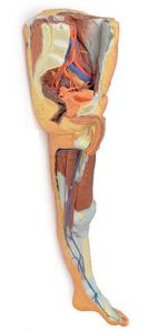 Lower Limb Superficial Dissection With Male Left Pelviis 3D Anatomical Model