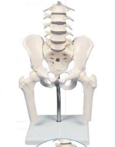 Lumbar Spine with Pelvis and Femoral Stumps 3D Anatomical Model