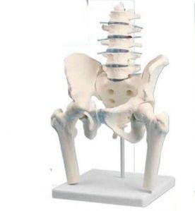 Lumbar Vertebral Column with Pelvis and Femur Stumps 3D Anatomical Model
