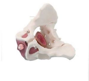 Male Pelvis with Pelvic Floor Muscles 3D Anatomical Model