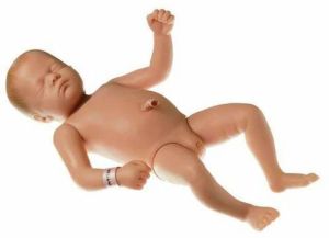 Newborn Human Baby 3D Anatomical Model