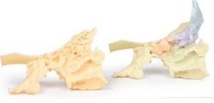 Paranasal Sinus 3D Anatomical Model