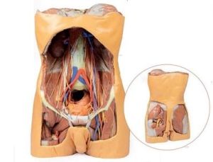 Posterior Abdominal Wall 3D Anatomical Model