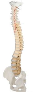 Professional Spine 3D Anatomical Model