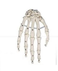 Skeleton Hand with Bone Numbering Anatomical Model