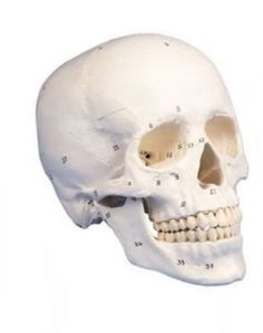 Skull 3D Anatomical Model