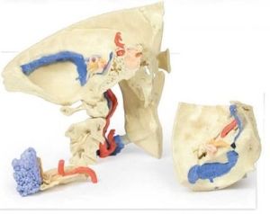 Temporal Bone 3D Anatomical Model