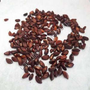 Amla Seeds