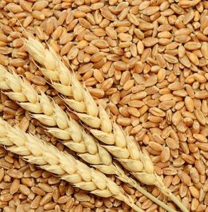 Natural Wheat