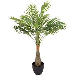 Champion Palm Tree, Color : Green at Rs 99 / Kilogram in Pune | Yesraj ...