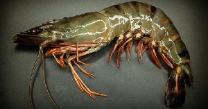 Fresh Tiger Prawn