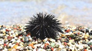 Sea Urchin Fish