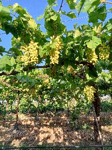 sonaka seedless grapes