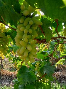 ssn seedless green grapes