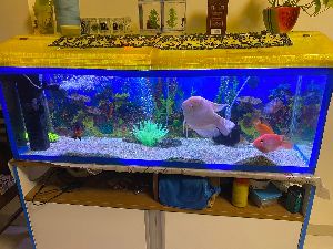 4 ft fish tank