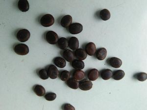 Vilayti Babool Seeds