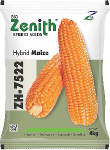 Single Cross Hybrid Maize Seeds