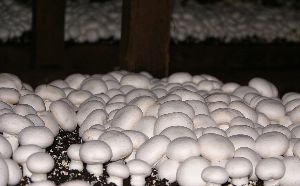 mushroom spawn